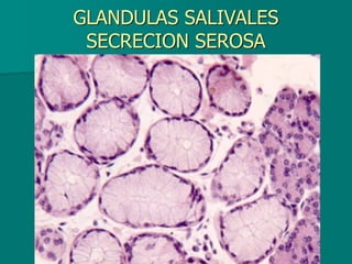 GLANDULAS SALIVALES
SECRECION SEROSA
 