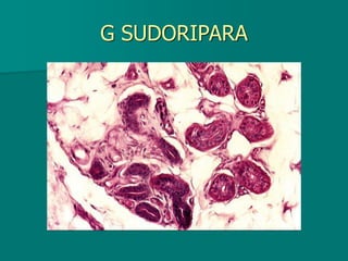 G SUDORIPARA
 
