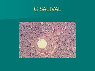 G SALIVAL
 