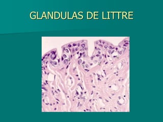 GLANDULAS DE LITTRE
 