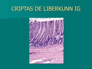 CRIPTAS DE LIBERKUNN IG
 