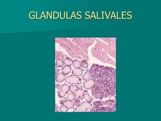GLANDULAS SALIVALES
 