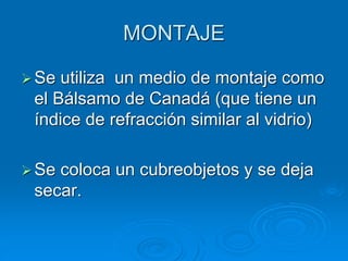 MONTAJE
➢Se utiliza un medio de montaje como
el Bálsamo de Canadá (que tiene un
índice de refracción similar al vidrio)
➢Se coloca un cubreobjetos y se deja
secar.
 