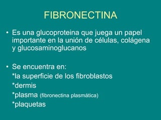 FIBRONECTINA
• Es una glucoproteina que juega un papel
importante en la unión de células, colágena
y glucosaminoglucanos
• Se encuentra en:
*la superficie de los fibroblastos
*dermis
*plasma (fibronectina plasmática)
*plaquetas
 