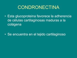 CONDRONECTINA
• Esta glucoproteina favorece la adherencia
de células cartilaginosas maduras a la
colágena
• Se encuentra en el tejido cartilaginoso
 