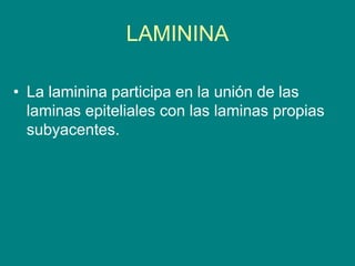 LAMININA
• La laminina participa en la unión de las
laminas epiteliales con las laminas propias
subyacentes.
 