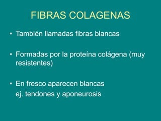 FIBRAS COLAGENAS
• También llamadas fibras blancas
• Formadas por la proteína colágena (muy
resistentes)
• En fresco aparecen blancas
ej. tendones y aponeurosis
 