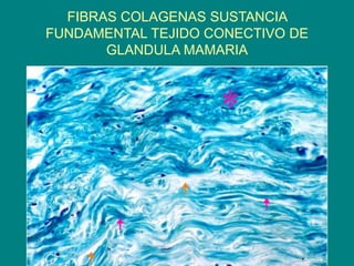 FIBRAS COLAGENAS SUSTANCIA
FUNDAMENTAL TEJIDO CONECTIVO DE
GLANDULA MAMARIA
 