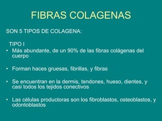 FIBRAS COLAGENAS
SON 5 TIPOS DE COLAGENA:
TIPO I
• Más abundante, de un 90% de las fibras colágenas del
cuerpo
• Forman haces gruesas, fibrillas, y fibras
• Se encuentran en la dermis, tendones, hueso, dientes, y
casi todos los tejidos conectivos
• Las células productoras son los fibroblastos, osteoblastos, y
odontoblastos
 