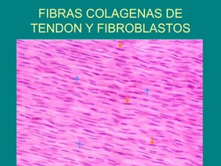 FIBRAS COLAGENAS DE
TENDON Y FIBROBLASTOS
 