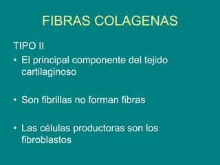 FIBRAS COLAGENAS
TIPO II
• El principal componente del tejido
cartilaginoso
• Son fibrillas no forman fibras
• Las células productoras son los
fibroblastos
 