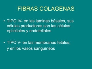 FIBRAS COLAGENAS
• TIPO IV- en las laminas básales, sus
células productoras son las células
epiteliales y endoteliales
• TIPO V- en las membranas fetales,
y en los vasos sanguíneos
 