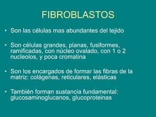 FIBROBLASTOS
• Son las células mas abundantes del tejido
• Son células grandes, planas, fusiformes,
ramificadas, con núcleo ovalado, con 1 o 2
nucleolos, y poca cromatina
• Son los encargados de formar las fibras de la
matriz: colágenas, reticulares, elásticas
• También forman sustancia fundamental:
glucosaminoglucanos, glucoproteinas
 