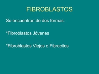 FIBROBLASTOS
Se encuentran de dos formas:
*Fibroblastos Jóvenes
*Fibroblastos Viejos o Fibrocitos
 