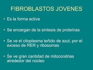 FIBROBLASTOS JOVENES
• Es la forma activa
• Se encargan de la síntesis de proteínas
• Se ve el citoplasma teñido de azul, por el
exceso de RER y ribosomas
• Se ve gran cantidad de mitocondrias
alrededor del núcleo
 