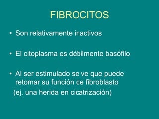 FIBROCITOS
• Son relativamente inactivos
• El citoplasma es débilmente basófilo
• Al ser estimulado se ve que puede
retomar su función de fibroblasto
(ej. una herida en cicatrización)
 