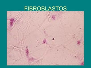 FIBROBLASTOS
 