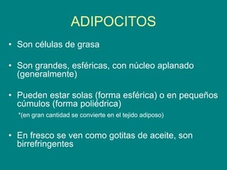 ADIPOCITOS
• Son células de grasa
• Son grandes, esféricas, con núcleo aplanado
(generalmente)
• Pueden estar solas (forma esférica) o en pequeños
cúmulos (forma poliédrica)
*(en gran cantidad se convierte en el tejido adiposo)
• En fresco se ven como gotitas de aceite, son
birrefringentes
 