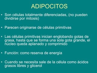 ADIPOCITOS
• Son células totalmente diferenciadas, (no pueden
dividirse por mitosis)
• Parecen originarse de células primitivas
• Las células primitivas inician englobando gotas de
grasa, hasta que se forma una sola gota grande, el
núcleo queda aplanado y comprimido
• Función: como reserva de energía
• Cuando se necesita sale de la célula como ácidos
grasos libres y glicerol
 