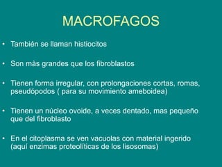 MACROFAGOS
• También se llaman histiocitos
• Son màs grandes que los fibroblastos
• Tienen forma irregular, con prolongaciones cortas, romas,
pseudópodos ( para su movimiento ameboidea)
• Tienen un núcleo ovoide, a veces dentado, mas pequeño
que del fibroblasto
• En el citoplasma se ven vacuolas con material ingerido
(aquí enzimas proteolíticas de los lisosomas)
 