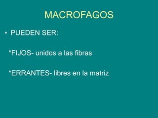 MACROFAGOS
• PUEDEN SER:
*FIJOS- unidos a las fibras
*ERRANTES- libres en la matriz
 
