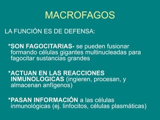 MACROFAGOS
LA FUNCIÓN ES DE DEFENSA:
*SON FAGOCITARIAS- se pueden fusionar
formando células gigantes multinucleadas para
fagocitar sustancias grandes
*ACTUAN EN LAS REACCIONES
INMUNOLOGICAS (ingieren, procesan, y
almacenan anfígenos)
*PASAN INFORMACIÓN a las células
inmunológicas (ej. linfocitos, células plasmáticas)
 
