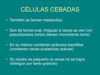 CÉLULAS CEBADAS
• También se llaman mastocitos
• Son de forma oval, irregular a veces se ven con
pseudópodos cortos (tienen movimiento lento)
• En su interior contienen gránulos basófilos
(contienen varias sustancias activas)
• Su núcleo es pequeño (a veces no se logra
distinguir por tanto granulo)
 