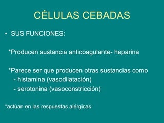 CÉLULAS CEBADAS
• SUS FUNCIONES:
*Producen sustancia anticoagulante- heparina
*Parece ser que producen otras sustancias como
- histamina (vasodilatación)
- serotonina (vasoconstricción)
*actúan en las respuestas alérgicas
 