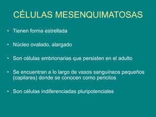 CÉLULAS MESENQUIMATOSAS
• Tienen forma estrellada
• Núcleo ovalado, alargado
• Son células embrionarias que persisten en el adulto
• Se encuentran a lo largo de vasos sanguíneos pequeños
(capilares) donde se conocen como pericitos
• Son células indiferenciadas pluripotenciales
 