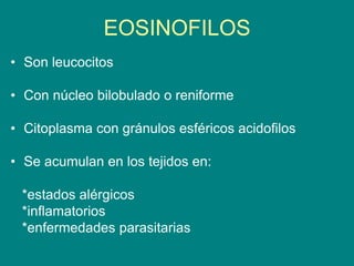EOSINOFILOS
• Son leucocitos
• Con núcleo bilobulado o reniforme
• Citoplasma con gránulos esféricos acidofilos
• Se acumulan en los tejidos en:
*estados alérgicos
*inflamatorios
*enfermedades parasitarias
 