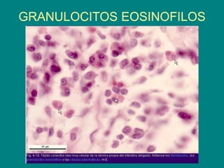 GRANULOCITOS EOSINOFILOS
 