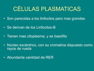 CÈLULAS PLASMATICAS
• Son parecidas a los linfocitos pero mas grandes
• Se derivan de los Linfocitos-B
• Tienen mas citoplasma, y es basófilo
• Núcleo excéntrico, con su cromatina dispuesto como
rayos de rueda
• Abundante cantidad de RER
 