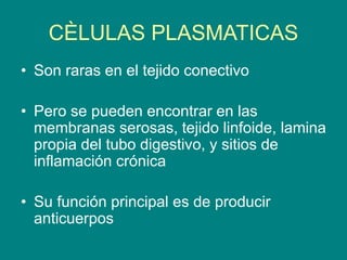 CÈLULAS PLASMATICAS
• Son raras en el tejido conectivo
• Pero se pueden encontrar en las
membranas serosas, tejido linfoide, lamina
propia del tubo digestivo, y sitios de
inflamación crónica
• Su función principal es de producir
anticuerpos
 