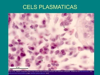 CELS PLASMATICAS
 