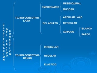 C
L
A
S
I
F
I
C
A
C
I
O
N
D
E
L
T
E
J
I
D
O
C
O
N
E
C
T
I
V
O
TEJIDO CONECTIVO
LAXO
TEJIDO CONECTIVO
DENSO
EMBRIONARIO
DEL ADULTO
MESENQUIMAL
MUCOSO
AREOLAR LAXO
RETICULAR
ADIPOSO
BLANCO
PARDO
IRREGULAR
REGULAR
ELASTICO
 
