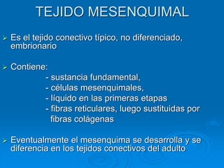 TEJIDO MESENQUIMAL
➢ Es el tejido conectivo típico, no diferenciado,
embrionario
➢ Contiene:
- sustancia fundamental,
- células mesenquimales,
- líquido en las primeras etapas
- fibras reticulares, luego sustituidas por
fibras colágenas
➢ Eventualmente el mesenquima se desarrolla y se
diferencia en los tejidos conectivos del adulto
 