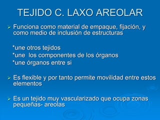 TEJIDO C. LAXO AREOLAR
➢ Funciona como material de empaque, fijación, y
como medio de inclusión de estructuras
*une otros tejidos
*une los componentes de los órganos
*une órganos entre si
➢ Es flexible y por tanto permite movilidad entre estos
elementos
➢ Es un tejido muy vascularizado que ocupa zonas
pequeñas- areolas
 