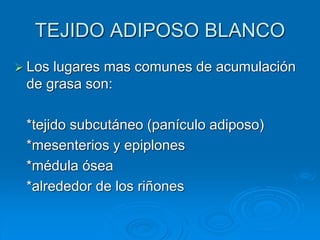 TEJIDO ADIPOSO BLANCO
➢ Los lugares mas comunes de acumulación
de grasa son:
*tejido subcutáneo (panículo adiposo)
*mesenterios y epiplones
*médula ósea
*alrededor de los riñones
 