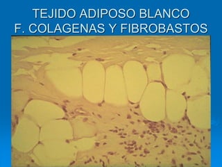 TEJIDO ADIPOSO BLANCO
F. COLAGENAS Y FIBROBASTOS
 