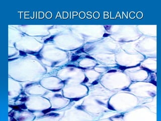 TEJIDO ADIPOSO BLANCO
 