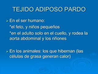 TEJIDO ADIPOSO PARDO
➢ En el ser humano:
*el feto, y niños pequeños
*en el adulto solo en el cuello, y rodea la
aorta abdominal y los riñones
➢ En los animales: los que hibernan (las
células de grasa generan calor)
 