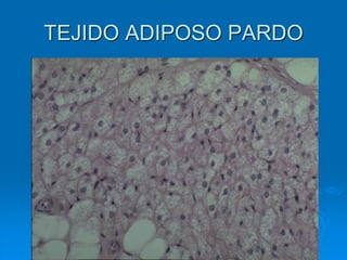 TEJIDO ADIPOSO PARDO
 