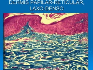 DERMIS PAPILAR-RETICULAR,
LAXO-DENSO
 