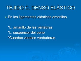 TEJIDO C. DENSO ELÁSTICO
➢ En los ligamentos elásticos amarillos
*L. amarillo de las vértebras
*L. suspensor del pene
*Cuerdas vocales verdaderas
 