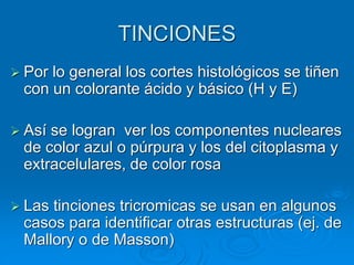 TINCIONES
➢ Por lo general los cortes histológicos se tiñen
con un colorante ácido y básico (H y E)
➢ Así se logran ver los componentes nucleares
de color azul o púrpura y los del citoplasma y
extracelulares, de color rosa
➢ Las tinciones tricromicas se usan en algunos
casos para identificar otras estructuras (ej. de
Mallory o de Masson)
 