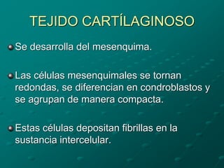 TEJIDO CARTÍLAGINOSO
Se desarrolla del mesenquima.
Las células mesenquimales se tornan
redondas, se diferencian en condroblastos y
se agrupan de manera compacta.
Estas células depositan fibrillas en la
sustancia intercelular.
 