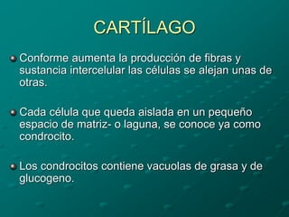 CARTÍLAGO
Conforme aumenta la producción de fibras y
sustancia intercelular las células se alejan unas de
otras.
Cada célula que queda aislada en un pequeño
espacio de matriz- o laguna, se conoce ya como
condrocito.
Los condrocitos contiene vacuolas de grasa y de
glucogeno.
 