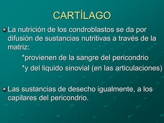 CARTÍLAGO
La nutrición de los condroblastos se da por
difusión de sustancias nutritivas a través de la
matriz:
*provienen de la sangre del pericondrio
*y del liquido sinovial (en las articulaciones)
Las sustancias de desecho igualmente, a los
capilares del pericondrio.
 
