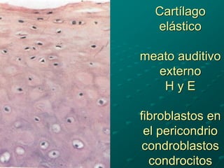 Cartílago
elástico
meato auditivo
externo
H y E
fibroblastos en
el pericondrio
condroblastos
condrocitos
 