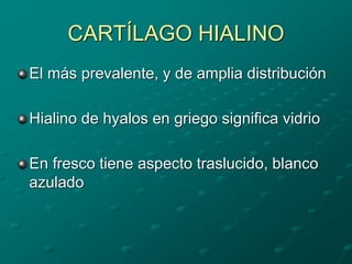 CARTÍLAGO HIALINO
El más prevalente, y de amplia distribución
Hialino de hyalos en griego significa vidrio
En fresco tiene aspecto traslucido, blanco
azulado
 